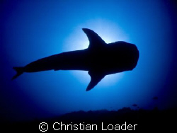 Whale Shark silhouette. Maamigili, Ari Atoll, Maldives.  ... by Christian Loader 